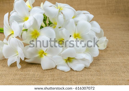 White plumeria flowers on fabric background.