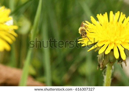 Bee with flower dust covered