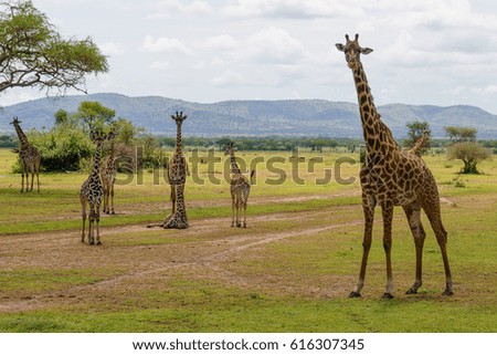 Giraffe Family in serengeti national park Tanzania safari
