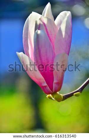 Magnolia × soulangeana (saucer magnolia) pink flower,  It is a beautiful deciduous tree with large, early-blooming flowers in various shades of white, pink, and purple.
