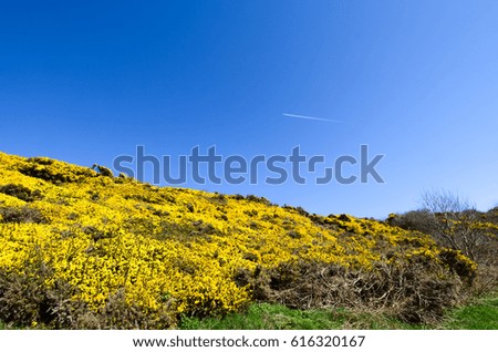 Gorse plant fields with sky background.