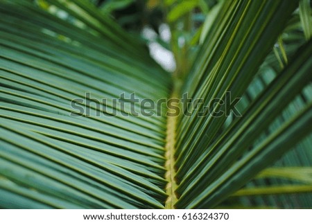 Beautiful picture taken in Hawaii of a tropical plant