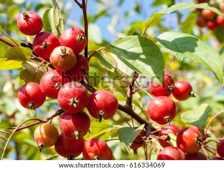 Decoration of the urban boulevards Crabapple and wild apple. Malus is a genus of about 55 percent of the species of small deciduous apple or shrub in the family Rosaceae