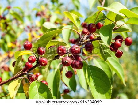 Decoration of the urban boulevards Crabapple and wild apple. Malus is a genus of about 55 percent of the species of small deciduous apple or shrub in the family Rosaceae