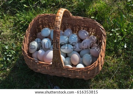 Detailed Picture of the fresh picked eggs from hen house in the wicker basket. Picture taken in the small organic farm in the sunny spring day before Easter. Nice easter or organic bio theme.