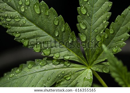 Water Droplets on a Cannabis Leaf Royalty-Free Stock Photo #616355165