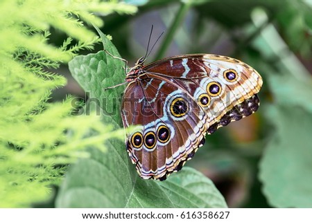 The owl butterflies, the genus Caligo, are known for their huge eyespots, which resemble owls' eyes. They are found in the rainforests and secondary forests of Mexico, Central, and South America.