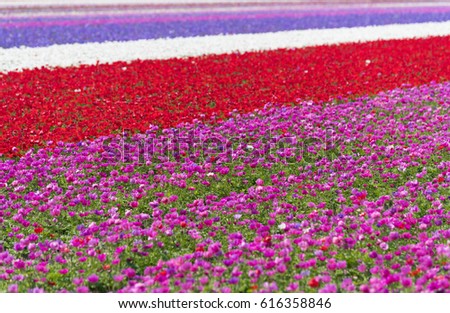 dutch landscape with colorful blooming flowers