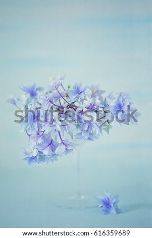 Beautiful purple hydrangea flowers close-up in a vase on a light blue background.