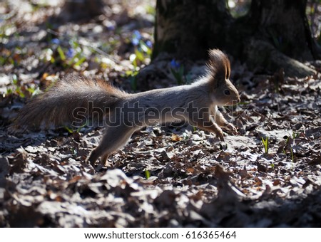 Squirrel red jumping at the forest