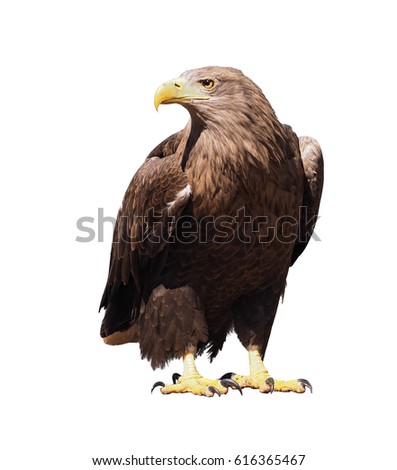 Eagle with yellow beak isolated at white