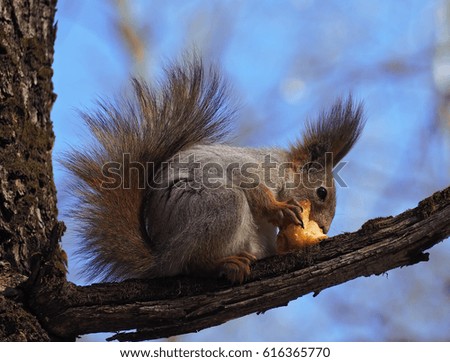 Squirrel red sitting at the branch