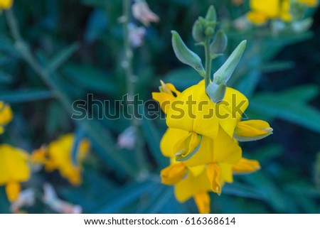 Yellow flower is a genus of herbaceous plants and woody shrubs in the Family Fiancee (Subfamily Fiancee) commonly known as rattle pods.