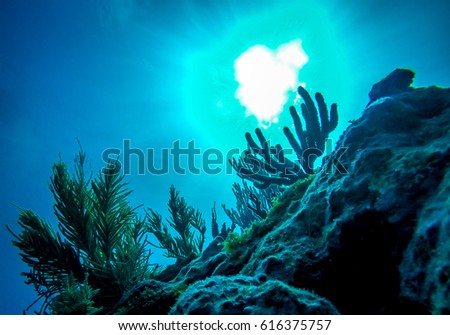 scuba diving florida keys key largo underwater sunshine