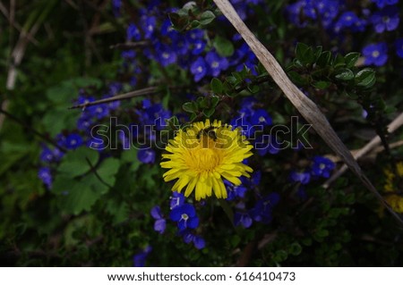 bee on a yellow flower, blue flowers in the background