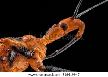 Extreme macro of a Milkweed Assassin bug (Zelus annulosus). The Milkweed Assassin is considered for its potential as biocontrol agent in integrated pest management. Royalty-Free Stock Photo #616419947