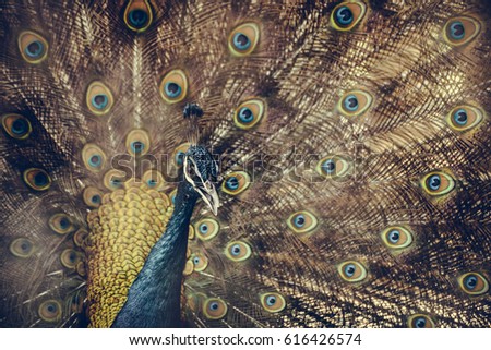 Close up of male peacock showing beautiful expanded feather vintage tone with vignetting.