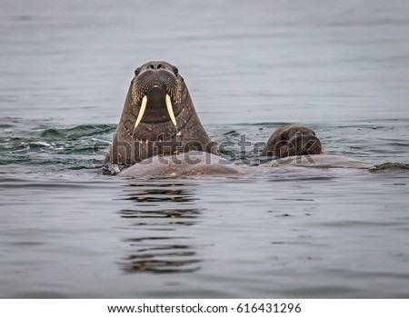 Walrus raises head, curious