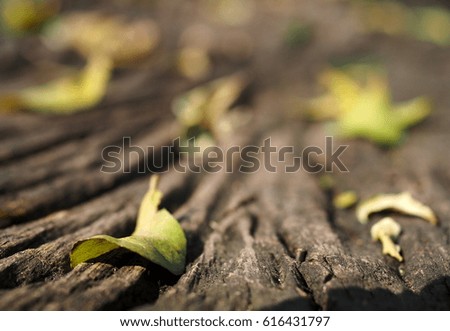 small fine dried brown leaves leafs falling on old rough grunge wooden bench seat in a park with ground floor blur for use as picture backdrop or background