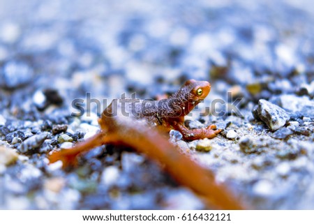 Salamander on blue rocks