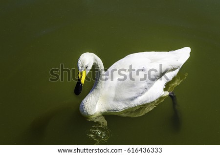 A lone swan swims peacefully in a small lake.