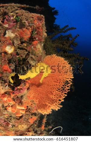 Yellow Thorny Seahorse on coral reef