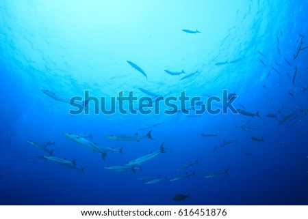 Barracuda fish