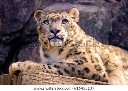 Leopard tiger in a public zoo.
