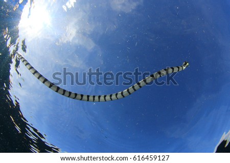 Banded Sea Snake (Krate)