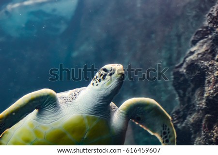 Soft focus of Sea turtle floating under water surface. Sunbeams shining on background. Underwater shoot view from bottom
