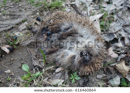 Dead hedgehog