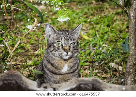 Wild tiger pattern cat in the garden.