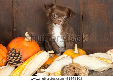 Halloween picture of a three months old chihuahua puppy dog with pumpkins