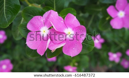 Vinca pink flower