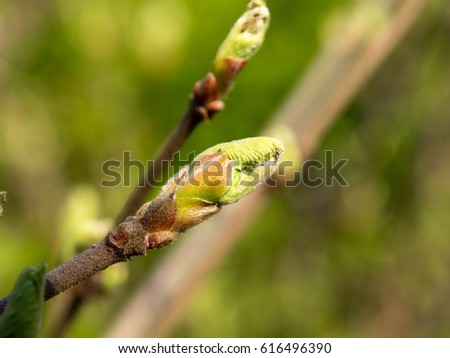 A bud Royalty-Free Stock Photo #616496390