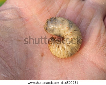 Macro shot of a grub worm on hand.