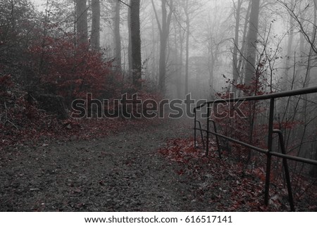 path with red leaves on foggy day