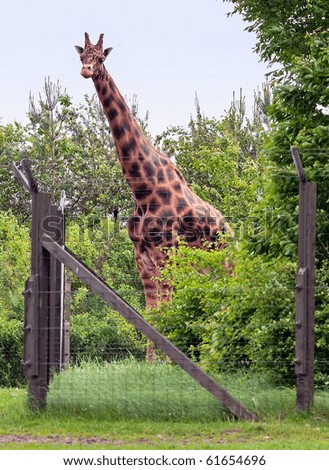 Beautiful Giraffe standing on a green background of nature