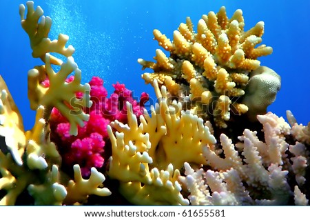 Coral reef, Red Sea, Egypt