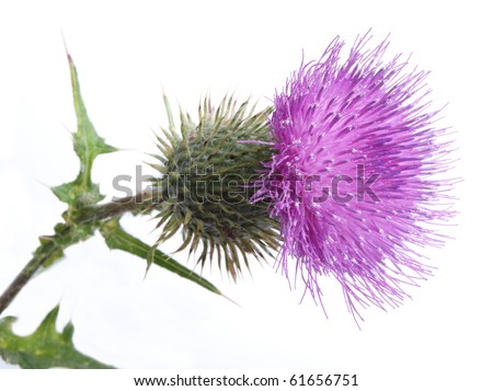 Color photo of thistle on a white background Royalty-Free Stock Photo #61656751