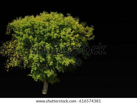 isolated element. one tree on a black background. for photoshop