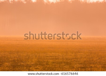 Early spring foggy meadow at sunrise. Beautiful polish landscape.