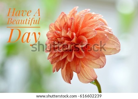 Flower photo with caption
