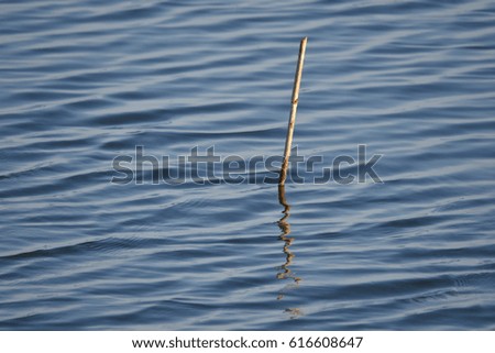 Water Surface and reflection of little wood , abstract 