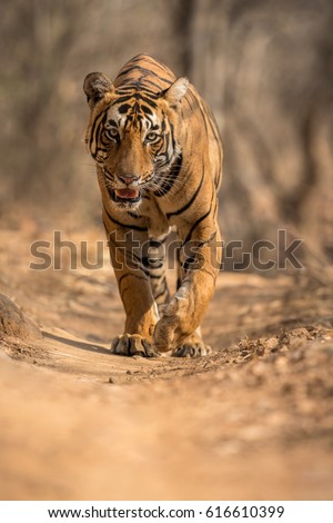 Tiger in a beautiful light in Ranthambhore National Park in India, panthera tigris, royal bengal tiger, indian wildlife, tigress, dominant male tiger
