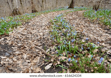Spring road with a blossoming scilla
