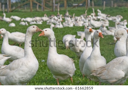 Free range white geese in an open field on a farm. Royalty-Free Stock Photo #61662859