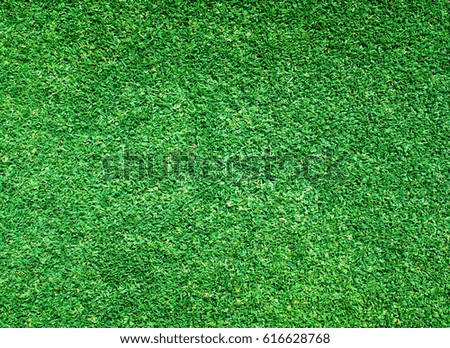 Beautiful green grass texture