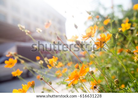 flower and sunshine