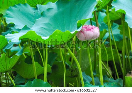 Lotus leaf lotus